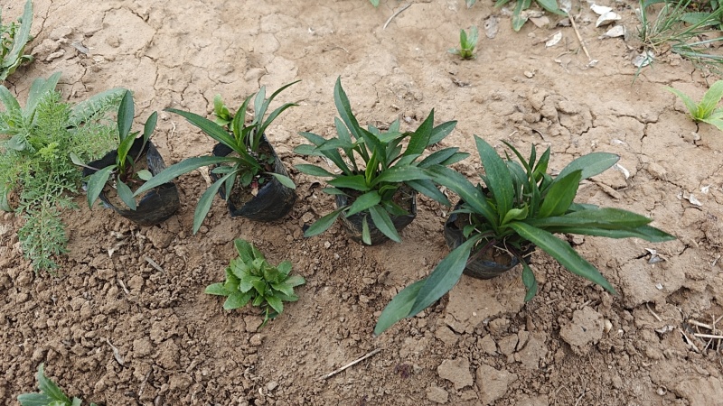 荷兰菊一手货源基地直发视频看货