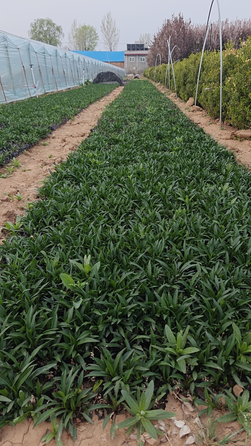 荷兰菊一手货源基地直发视频看货