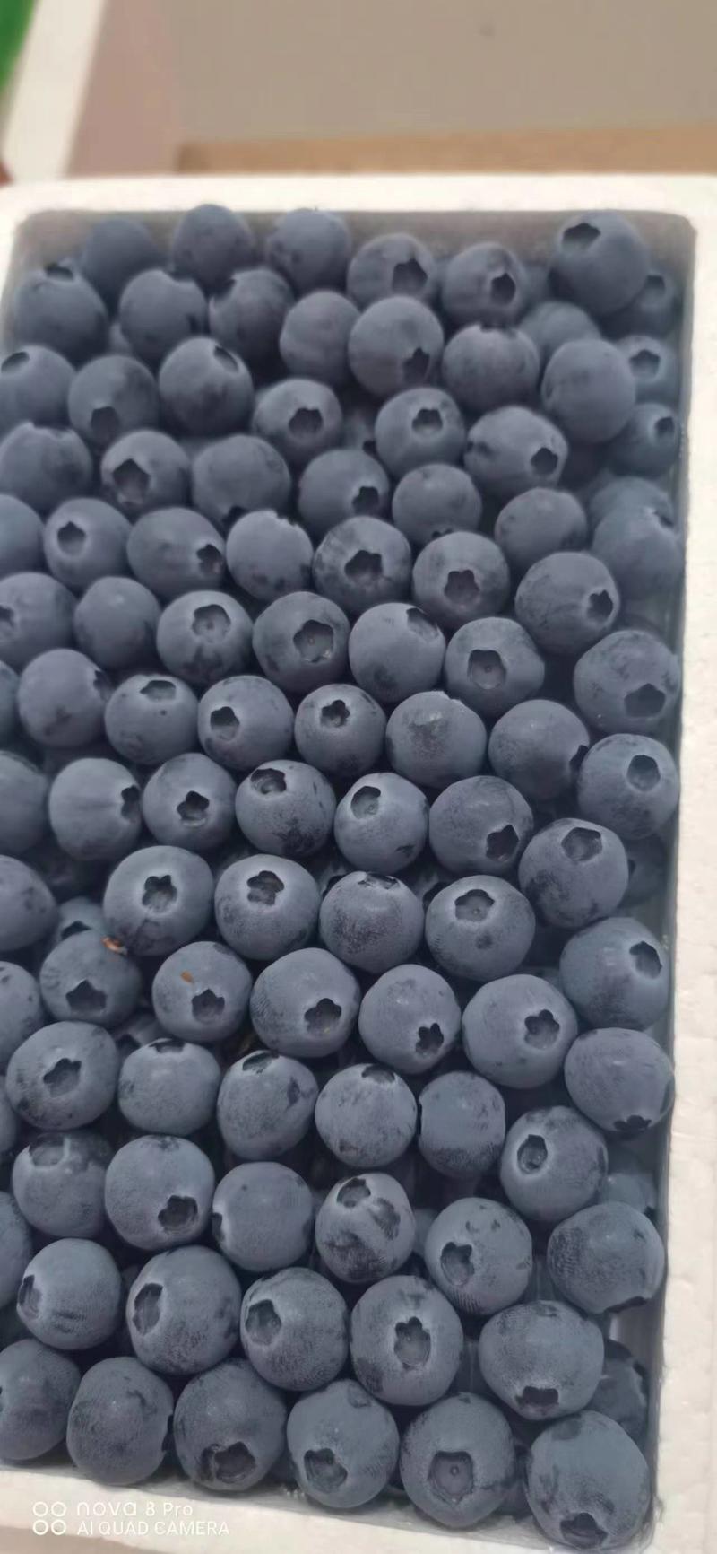 【热卖】蓝莓优瑞卡H5L25L11品质好大量上市