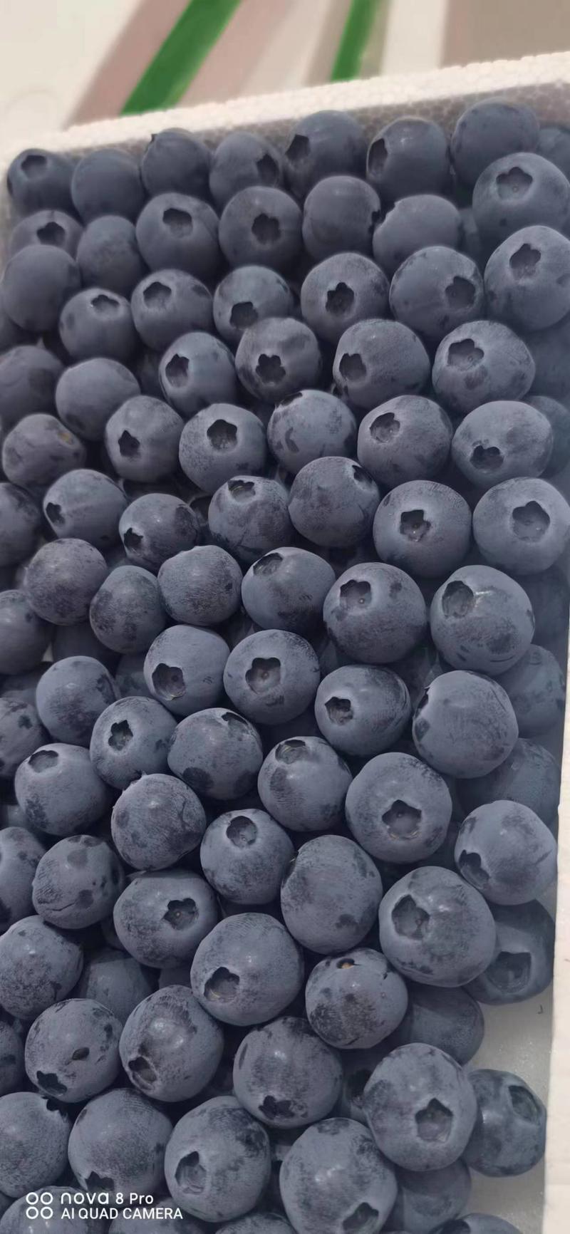 【热卖】蓝莓优瑞卡H5L25L11品质好大量上市