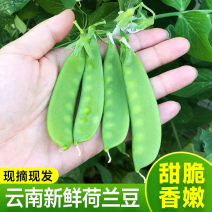 【实力推荐】云南新鲜荷兰豆荚豌豆产地直供保质保量