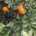 沃柑