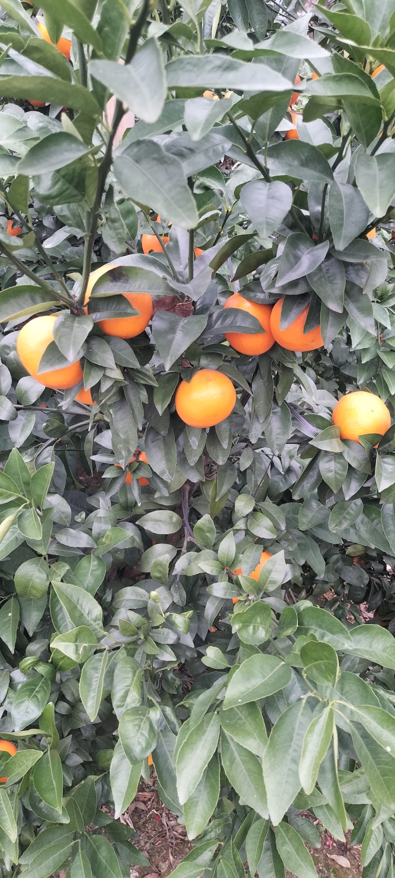 沃柑