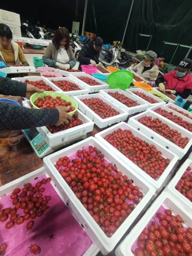 樱桃圣女果，千玺，贝贝，小番茄，电商货，商超货规格齐全