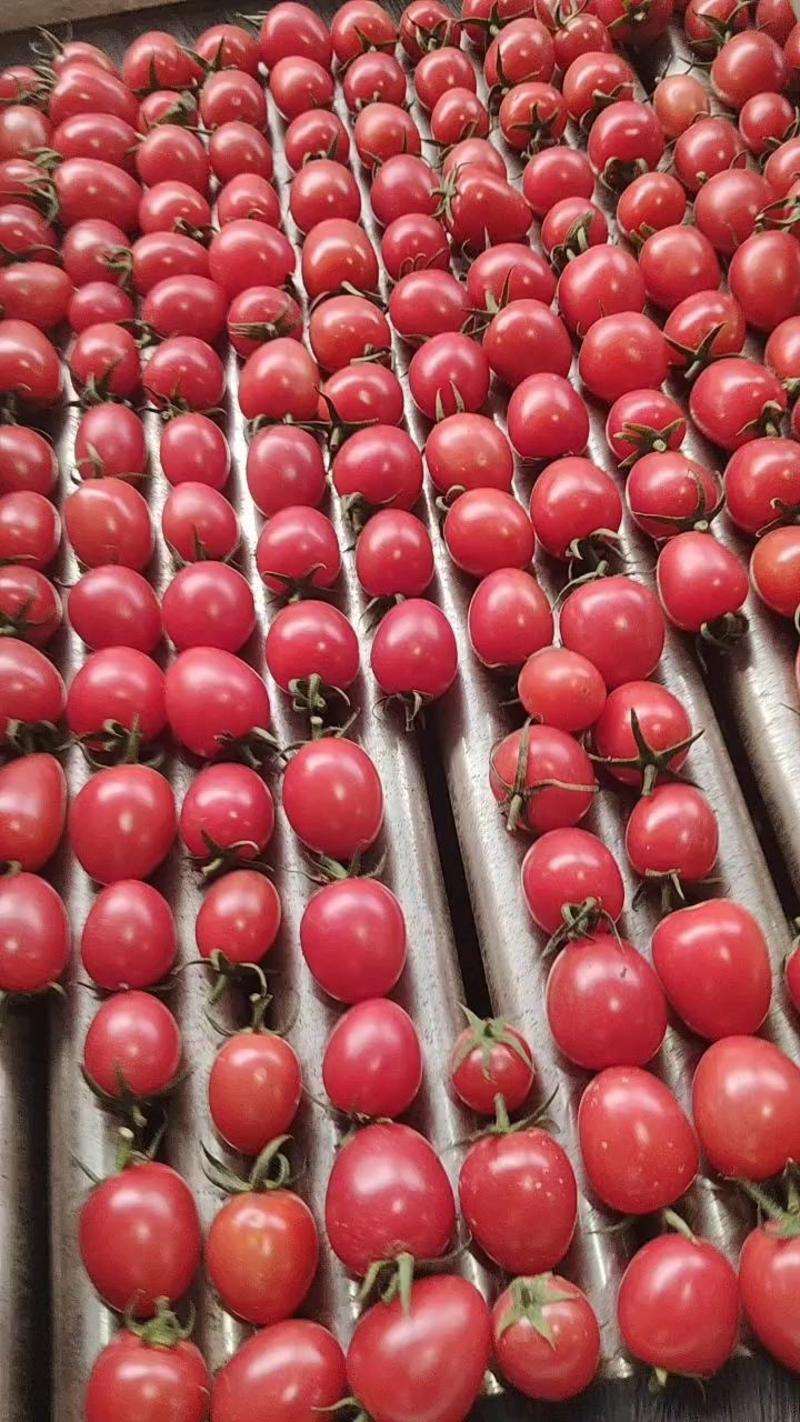 樱桃圣女果，千玺，贝贝，小番茄，电商货，商超货规格齐全