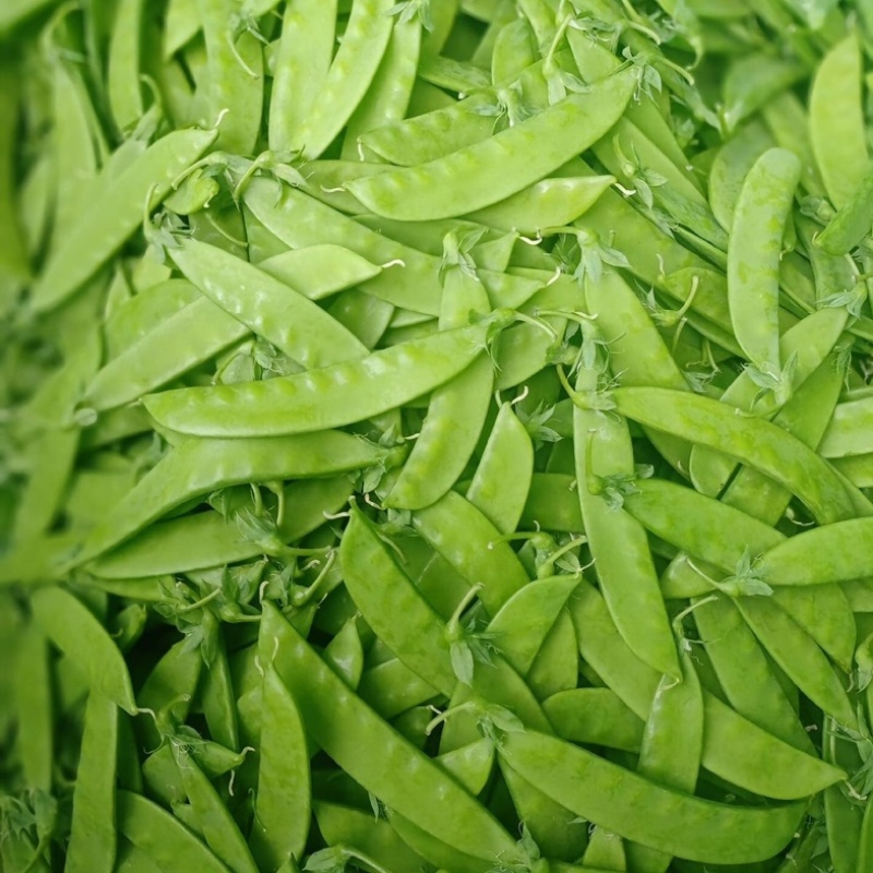 【实力推荐】云南新鲜荷兰豆荚豌豆产地直供保质保量