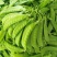 【实力推荐】云南新鲜荷兰豆荚豌豆产地直供保质保量