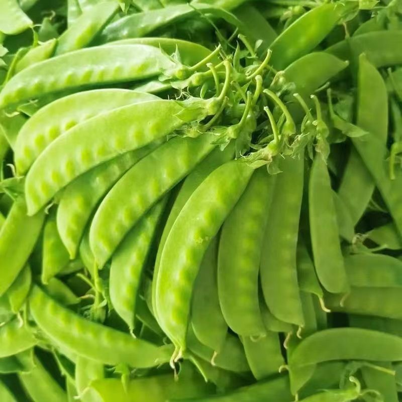 【实力推荐】云南新鲜荷兰豆荚豌豆产地直供保质保量