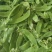 【实力推荐】云南新鲜荷兰豆荚豌豆产地直供保质保量