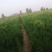 自家种植侧柏规格齐全成功率高欢迎咨询