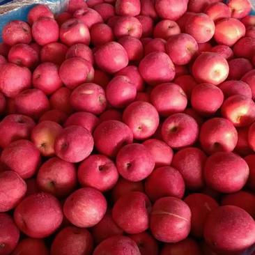 红富士苹果产地，山东苹果基地直销价格便宜货源充足