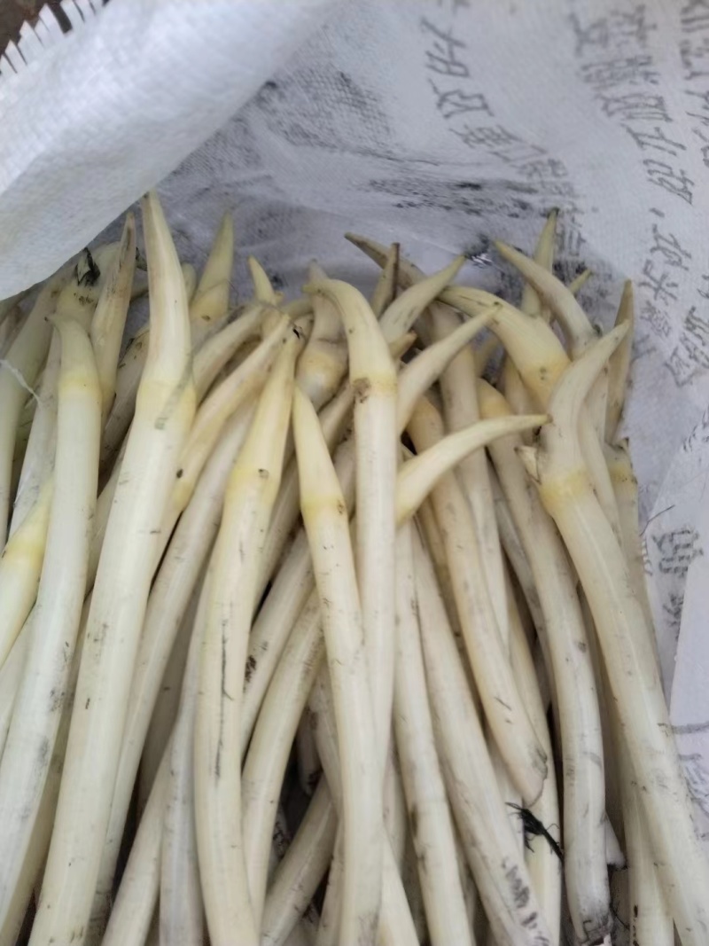 湖北江夏藕苫上市了，欢迎各客商订购！品质保障