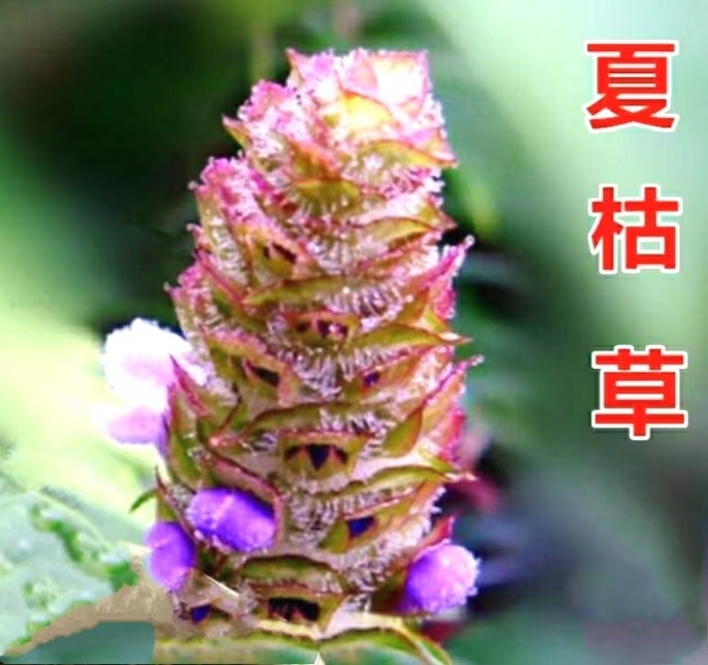 夏枯草地道中药材夏枯球自然晒干干净无杂包邮