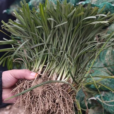 麦冬草
