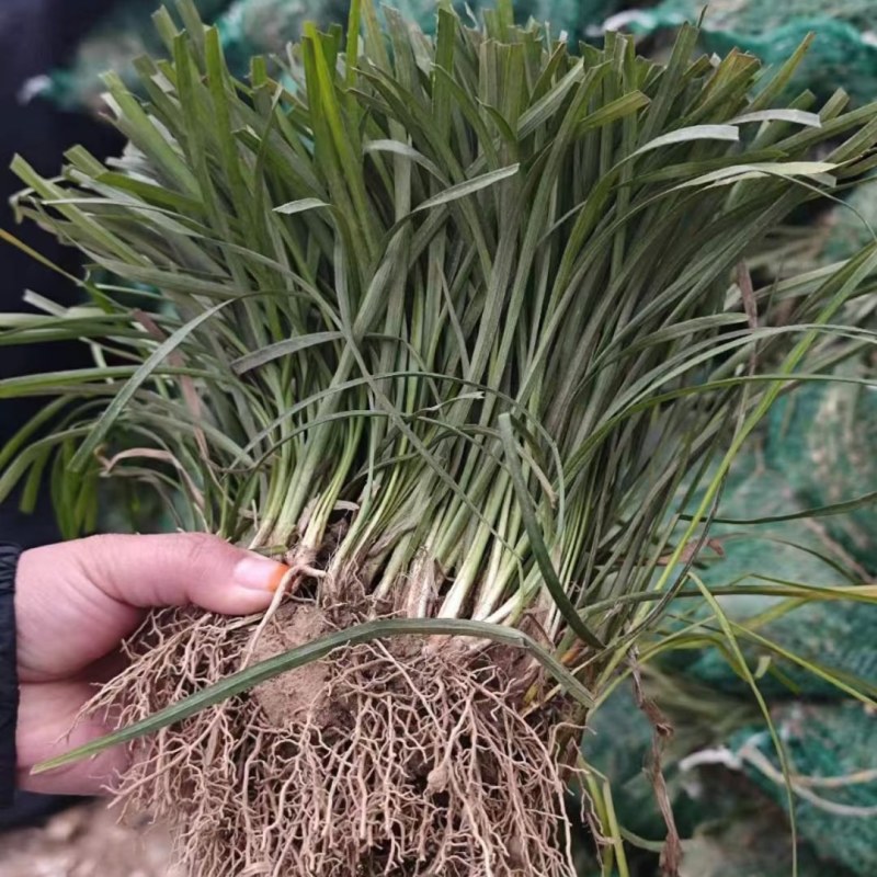 麦冬草