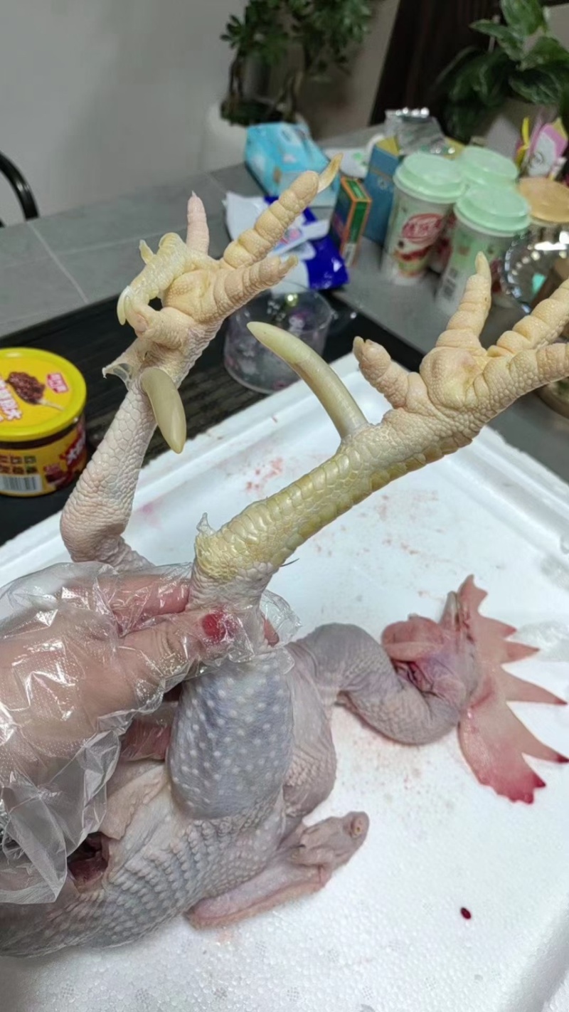 活鸡现杀三年长枣老公鸡