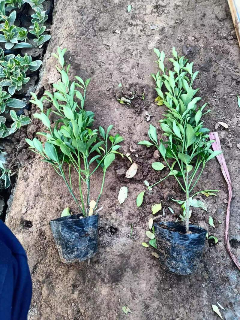 山东大叶黄杨苗，又名冬青苗，基地直发，对接全国提供技术