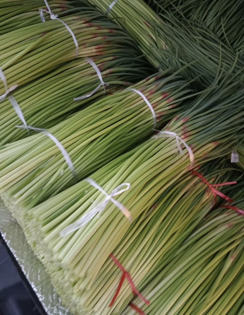 红帽，白帽蒜苔，支持电商市场，全国发货！