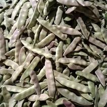 新民产地紫花油豆大量上市