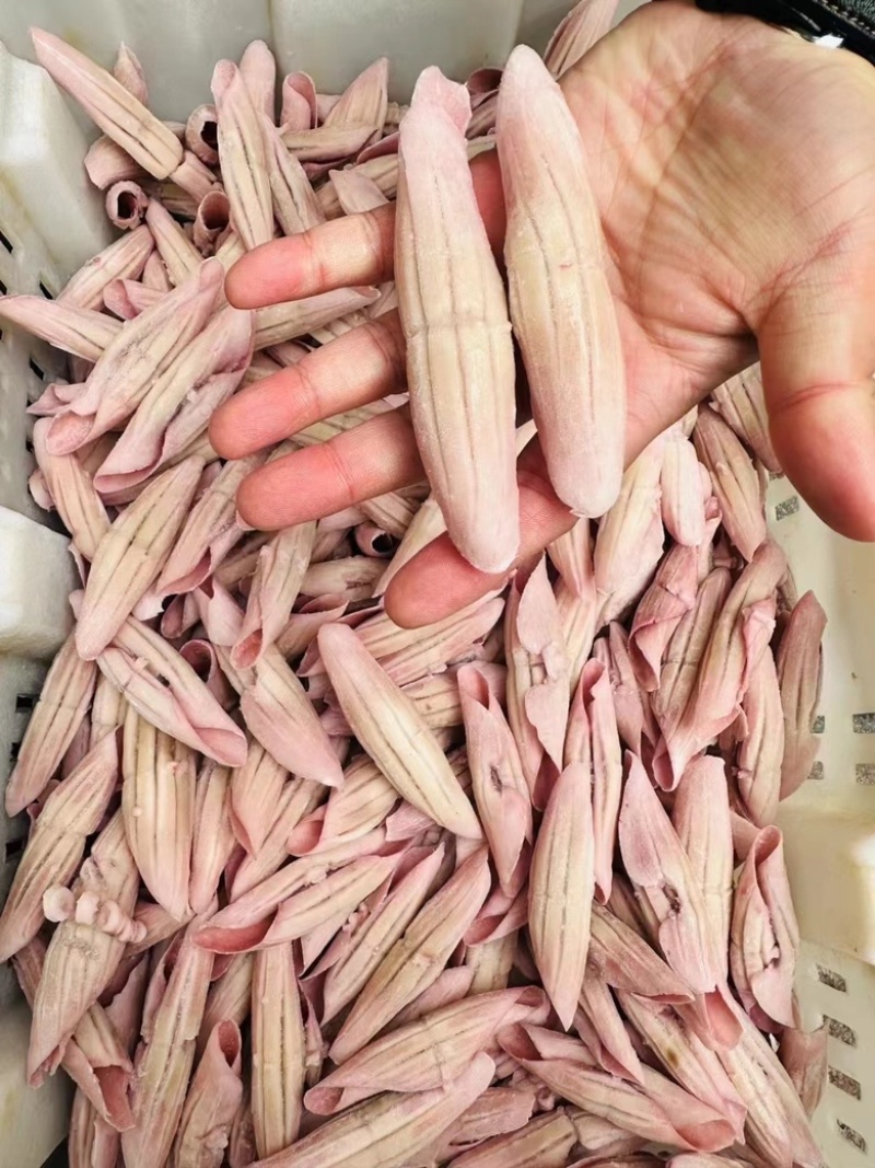鱿鱼