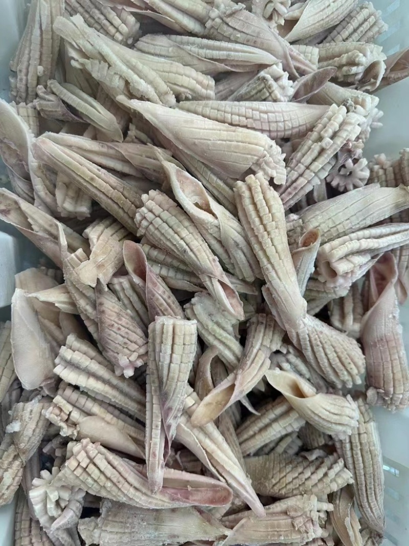 鱿鱼