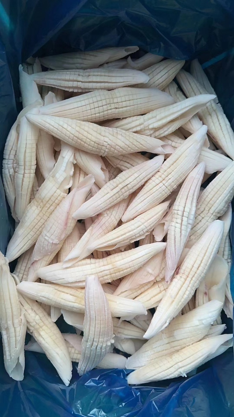 鱿鱼