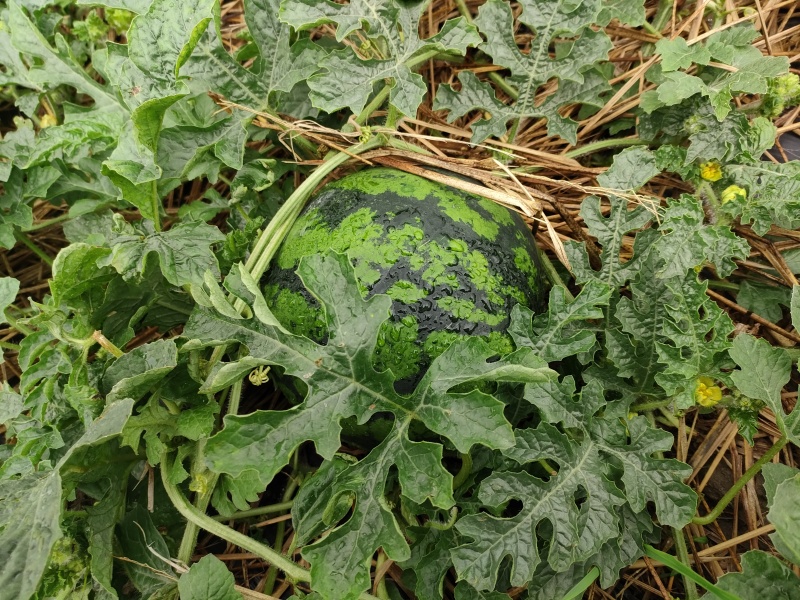 陆地小坦克，甜王西瓜