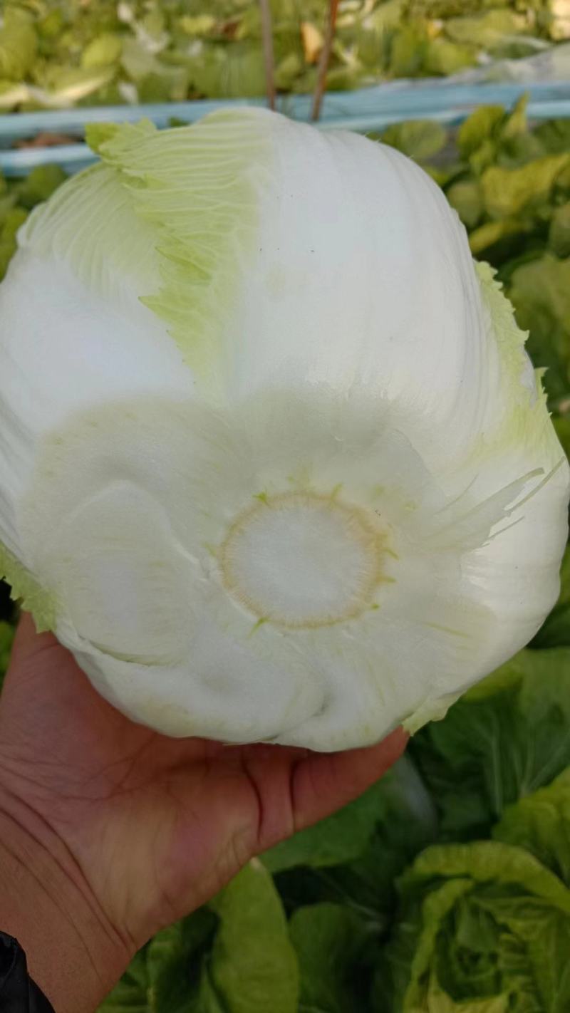 河北邯郸，黄心大白菜，产地直发，对接全国量大从优，欢迎咨