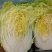 【精品】黄心大白菜，保质保量，河北邯郸产地直发，现摘现发