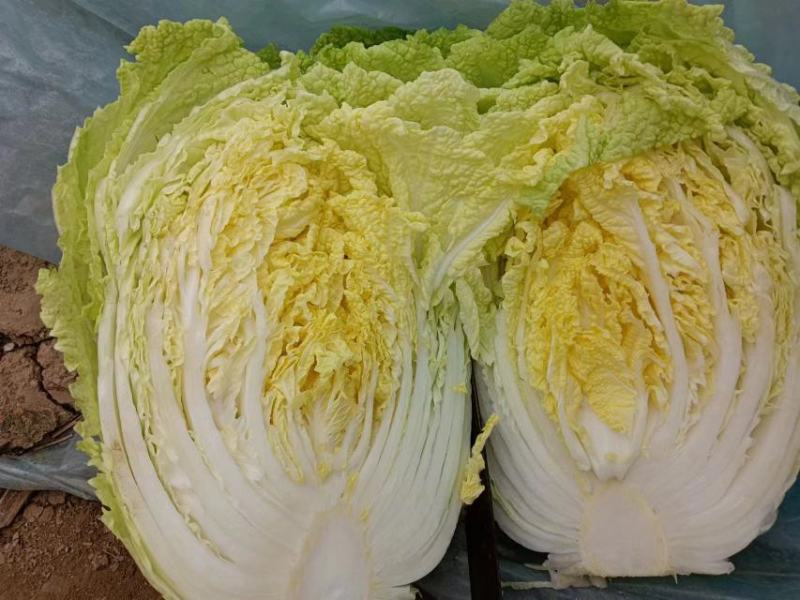 【精品】黄心大白菜，保质保量，河北邯郸产地直发，现摘现发