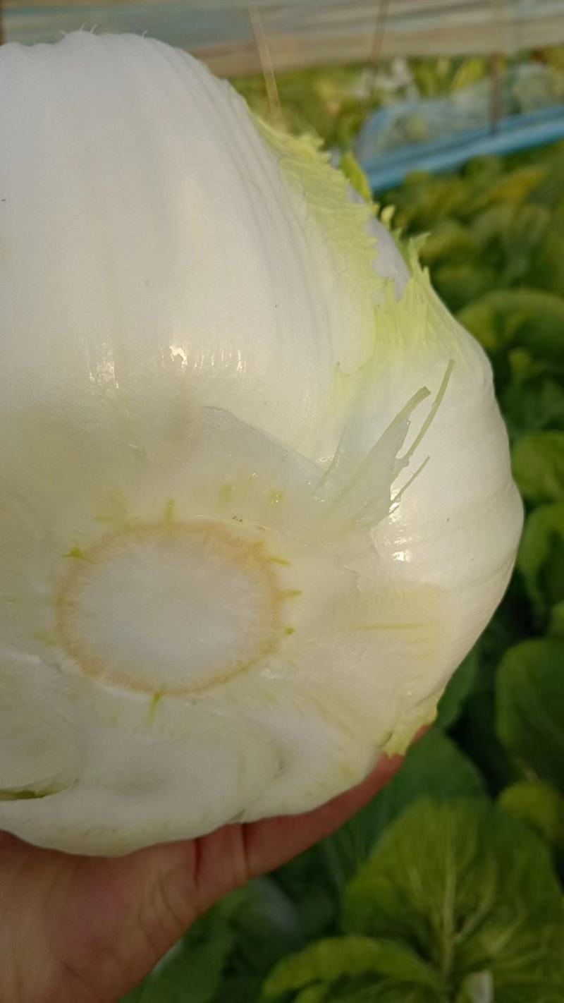 【精品】黄心大白菜，保质保量，河北邯郸产地直发，现摘现发