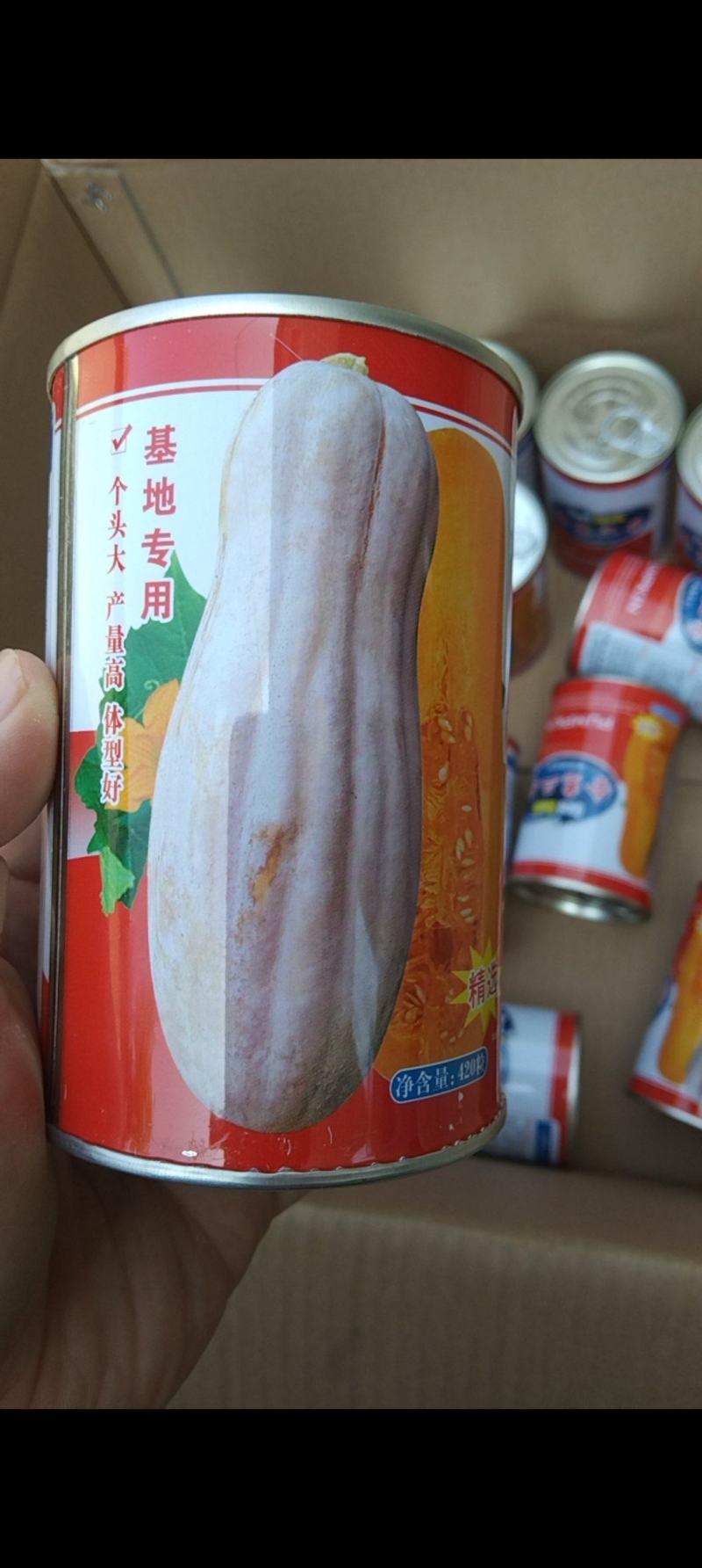 金惠二号密本南瓜种子大量供应，质量好价格低，专业二十年
