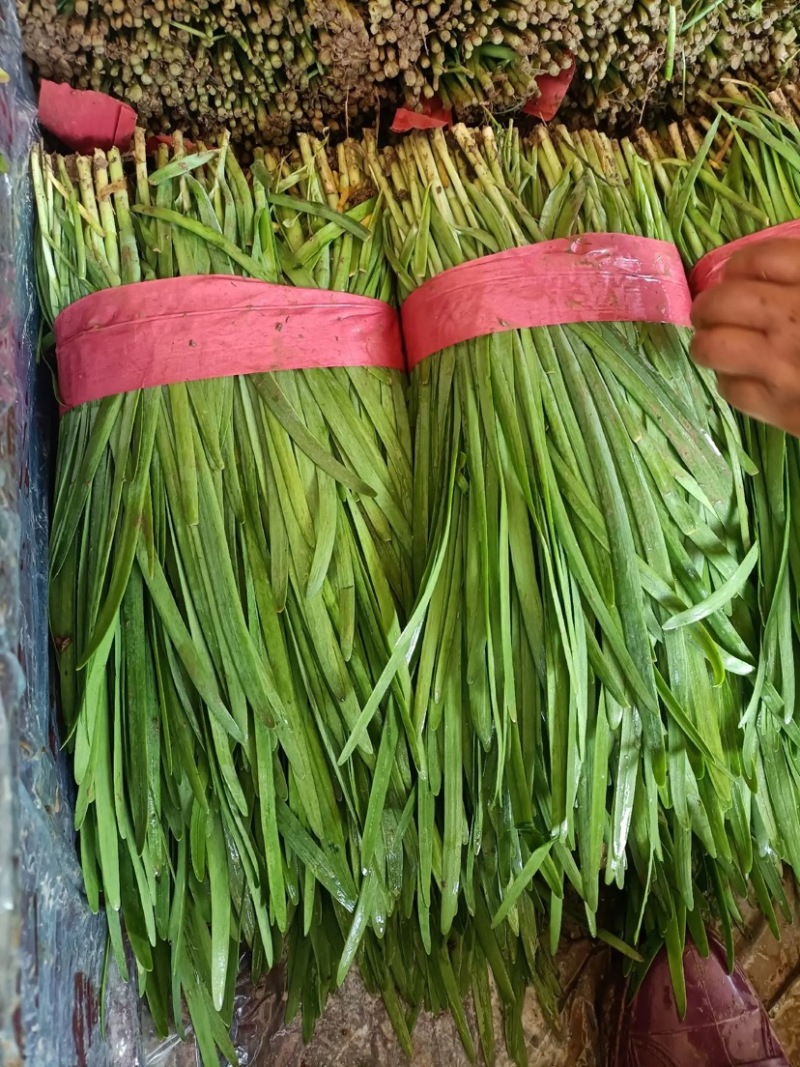推荐精品湖北本地大叶韭菜全国发货提供视频看货