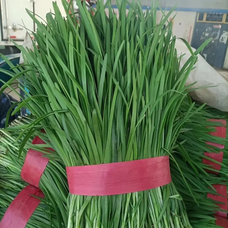 推荐精品湖北本地大叶韭菜全国发货提供视频看货