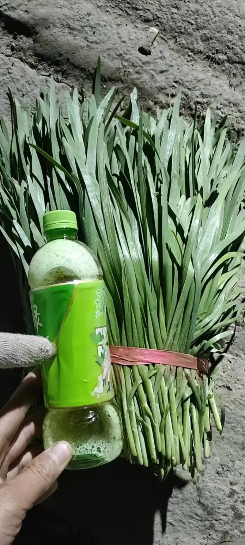 推荐精品湖北本地大叶韭菜全国发货提供视频看货