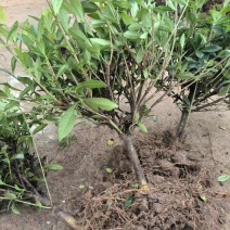 栀子花