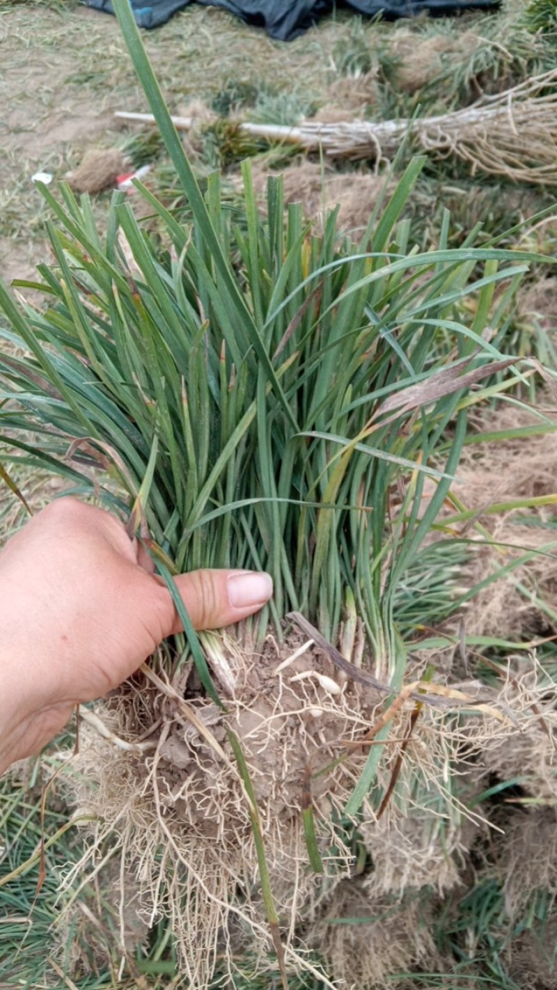 麦冬草