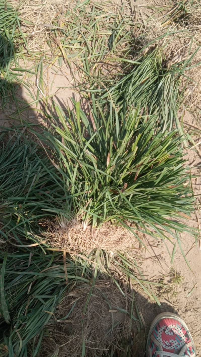 麦冬草