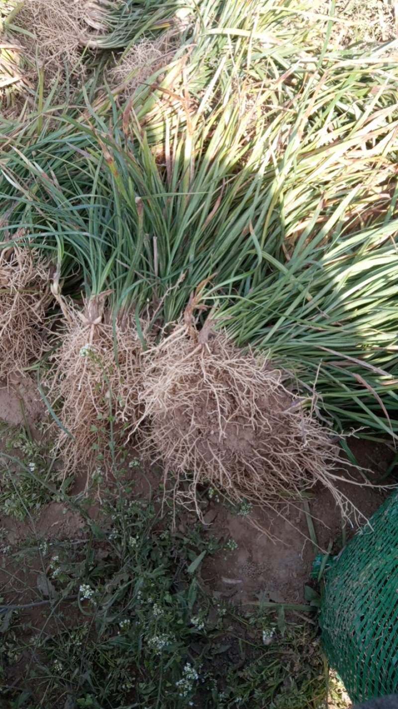麦冬草