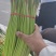 河南中牟产地26年新鲜红帽蒜苔大量上市代发全国