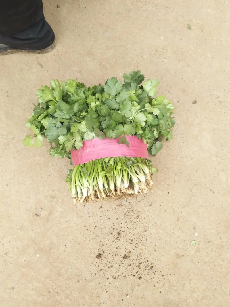 产地大量上市中大叶香菜全国发货质量保障