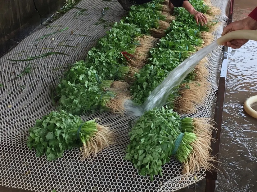 香菜根清洗干净后准备煮水使用的特写图片 香菜根特写