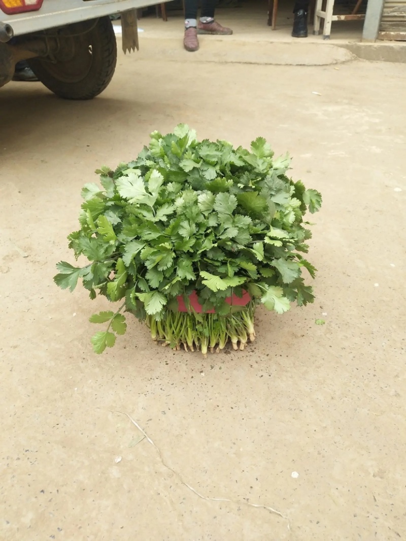 产地大量上市中大叶香菜全国发货质量保障