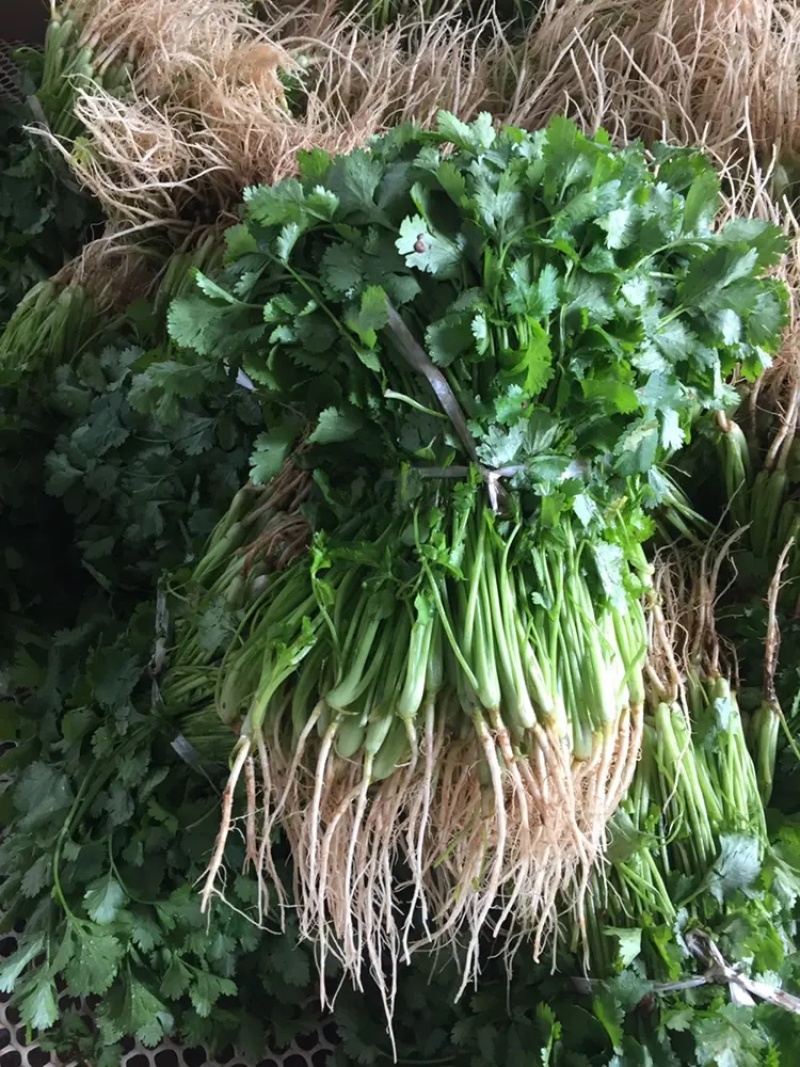 产地大量上市中大叶香菜全国发货质量保障