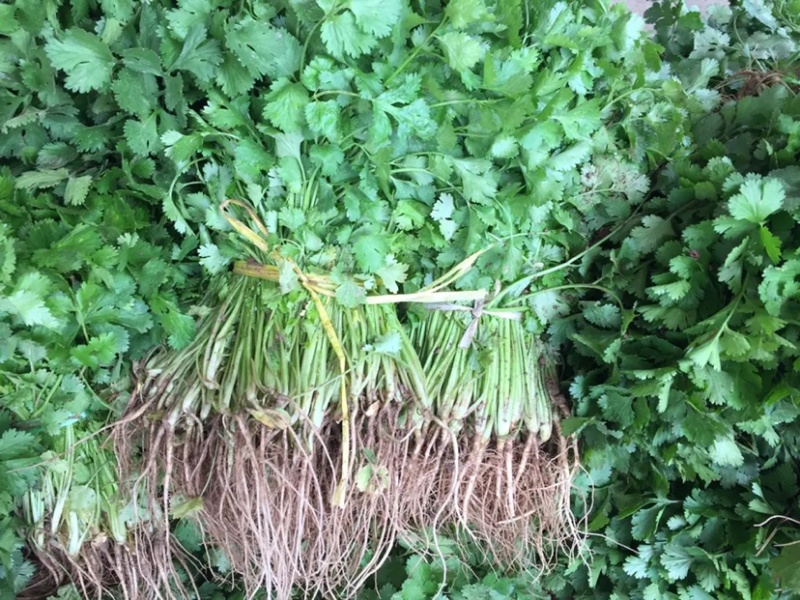 产地大量上市中大叶香菜全国发货质量保障