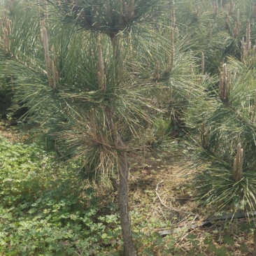 黑松苗处理，战地处理黑松树