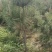 黑松苗处理，战地处理黑松树
