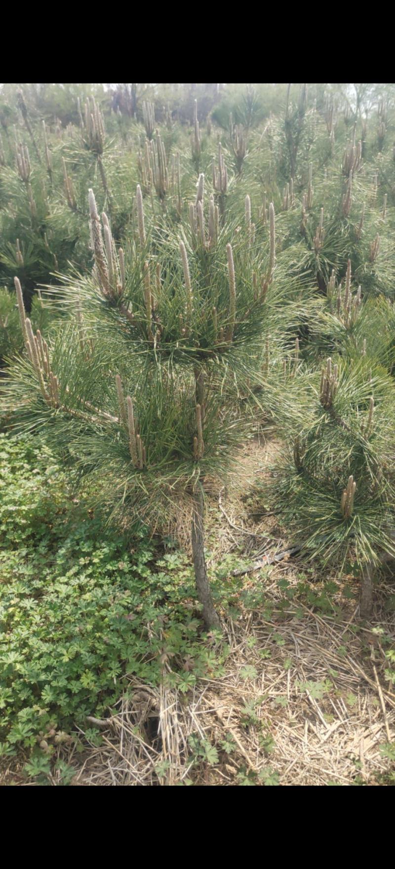 黑松苗处理，战地处理黑松树