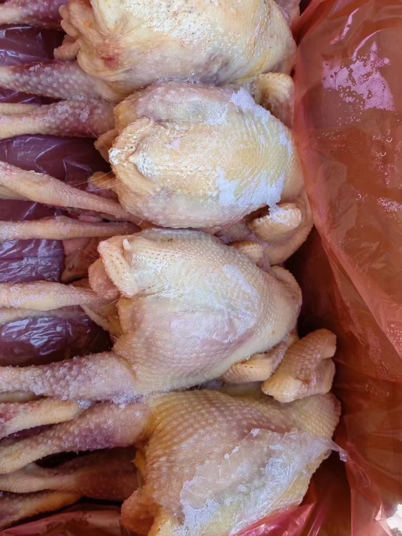 黄油老母鸡