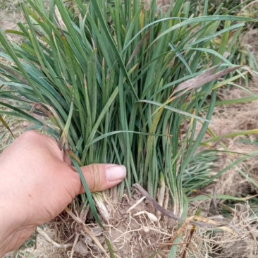 麦冬绿化草绿化苗木草坪神器产地直发提供找车欢迎采购